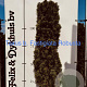 Taxus b. 'Fastigiata Robusta' 125-150 cm met kluit