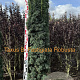 Taxus b. 'Fastigiata Robusta' 200-225 cm met kluit