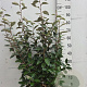 Elaeagnus ebbingei 80-100 cm 10L