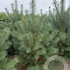 Pinus nigra nigra 125-150 cm draadkluit