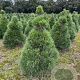 Pinus nigra nigra 125-150 cm draadkluit