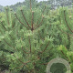 Pinus nigra nigra 175-200 cm draadkluit