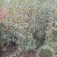 Ligustrum vulgare 150-175 cm met kluit