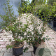 Osmanthus burkwoodii 80-100 cm 10L