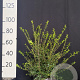 Osmanthus burkwoodii 80-100 cm met kluit