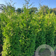 Thuja occ. 'Brabant' 325-350 cm draadkluit