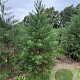 Sequoiadendron giganteum 200-225 cm draadkluit