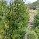 Buxus sempervirens 80-100 cm met kluit