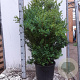 Buxus sempervirens 80-100 cm met kluit