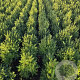 Buxus sempervirens 50-60 cm met kluit