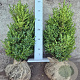 Buxus sempervirens 50-60 cm met kluit