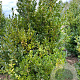 Buxus sempervirens 60-80 cm met kluit