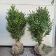 Buxus sempervirens 60-80 cm met kluit