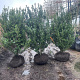 Ilex crenata 'Caroline Upright' 100-125 cm met kluit