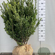 Ilex crenata 'Caroline Upright' 80-100 cm met kluit