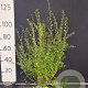 Ligustrum vulg. 'Atrovirens' 125-150 cm met kluit