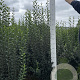 Ligustrum vulg. 'Atrovirens' 150-175 cm met kluit