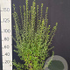 Ligustrum vulg. 'Atrovirens' 150-175 cm met kluit