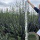 Ligustrum vulg. 'Atrovirens' 175-200 cm met kluit