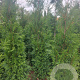 Thuja pl. 'Martin' 225-250 cm met kluit
