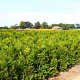 Thuja pl. 'Martin' 80-100 cm met kluit