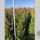 Thuja pl. 'Martin' 150-175 cm met kluit
