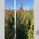 Thuja pl. 'Martin' 125-150 cm met kluit