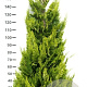 Chamaecyparis l. 'Ivonne' 160-180 cm met kluit