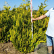 Chamaecyparis l. 'Ivonne' 160-180 cm met kluit