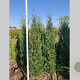 Cupressocyparis l. 'Tweeduizendéén' 225-250 cm met kluit