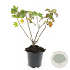 Ribes glandulosum GM C1.3