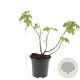 Ribes glandulosum GM C1.3