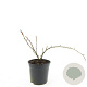 Ribes glandulosum GM C1.3