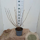 Syringa meyeri 'Palibin' 50-60 cm 5,0L