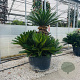 Cycas revoluta 80-100 cm container meerstammig