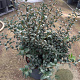Osmanthus burkwoodii 50-60 cm 7,5L struik