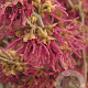 Hamamelis vern. 'Amethyst' 200-250 cm draadkluit struik