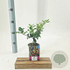Ilex aquifolium 30-40 cm P12