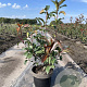 Photinia fraseri 'Red Robin' 40-60 cm 5,0L