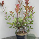 Photinia fraseri 'Red Robin' 40-60 cm 5,0L