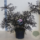 Sambucus nigra Black Lace 60-80 cm 10L meerstammig