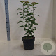 Prunus avium 60-80 cm 6L meerstammig
