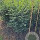 Zelkova serrata 125-150 cm met kluit meerstammig