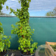 Davidia involucrata 175-200 cm cont. 80L