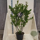 Magnolia stellata 125-150 cm 20L meerstammig