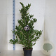 Magnolia stellata 150-175 cm 10L meerstammig