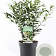 Sarcococca confusa 40-50 cm 5,0L