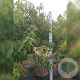 Clerodendrum trichotomum fargesii 200-250 cm cont. 55L meerstammig