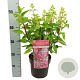 Hydrangea pan. Magical Vesuvio 40-60 cm 5,0L