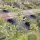 Fagus syl. 'Albomarginata' 100-150 cm 7,5L